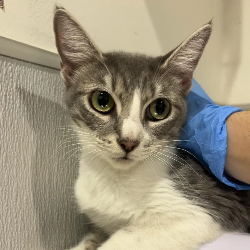 A young medium-sized female Domestic Short Hair cat named Macy for adoption in Tampa, FL