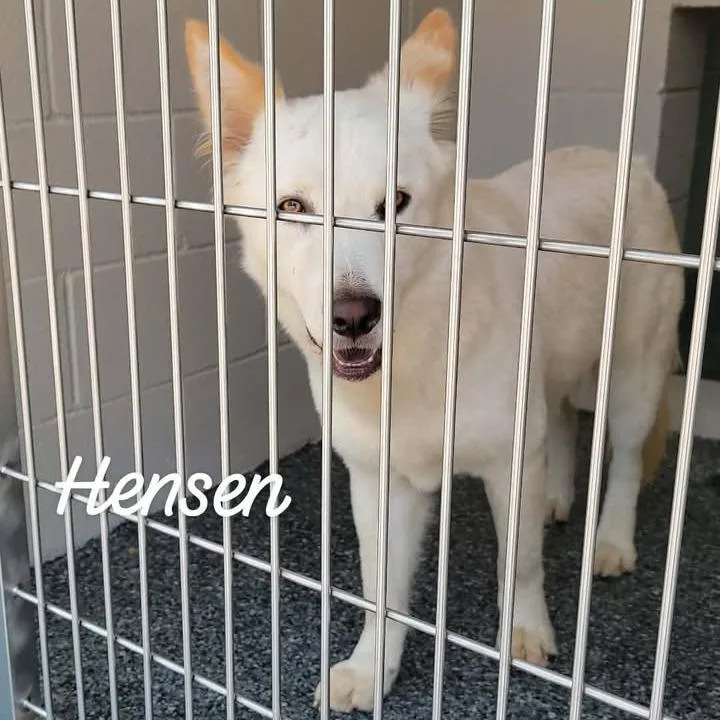 Hensen