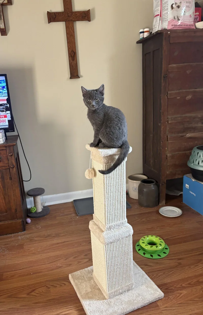 A baby medium-sized male Russian Blue cat named Pablo for adoption in Nashville, TN