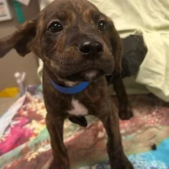 A baby medium-sized male Brown / Chocolate Mixed Breed dog named Veggie Burger for adoption in Knoxville, TN