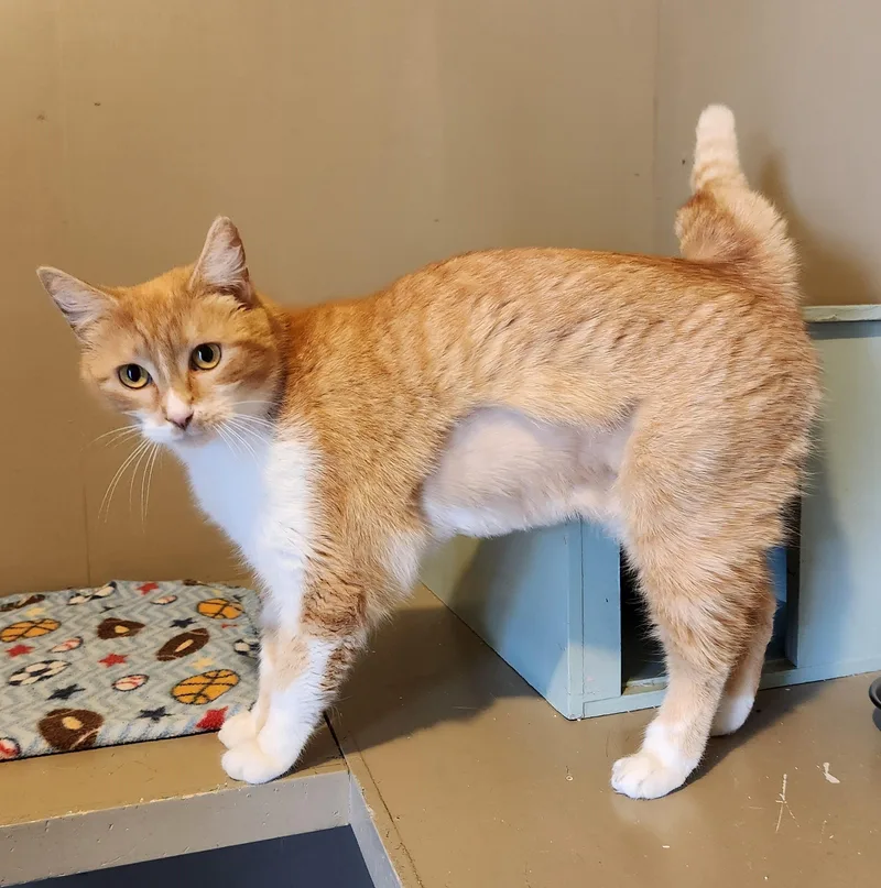 A young medium-sized female Domestic Short Hair cat named Annie for adoption in Lathrop, CA