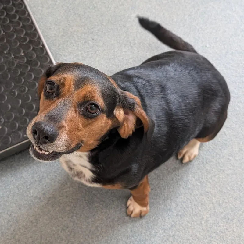 A young medium-sized female Tricolor (Brown, Black, & White) Beagle dog named Penny for adoption in Suffolk, VA