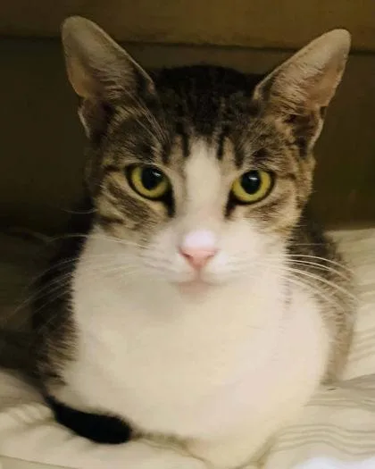 A young medium-sized female Domestic Short Hair cat named Sora for adoption in River Ridge, LA