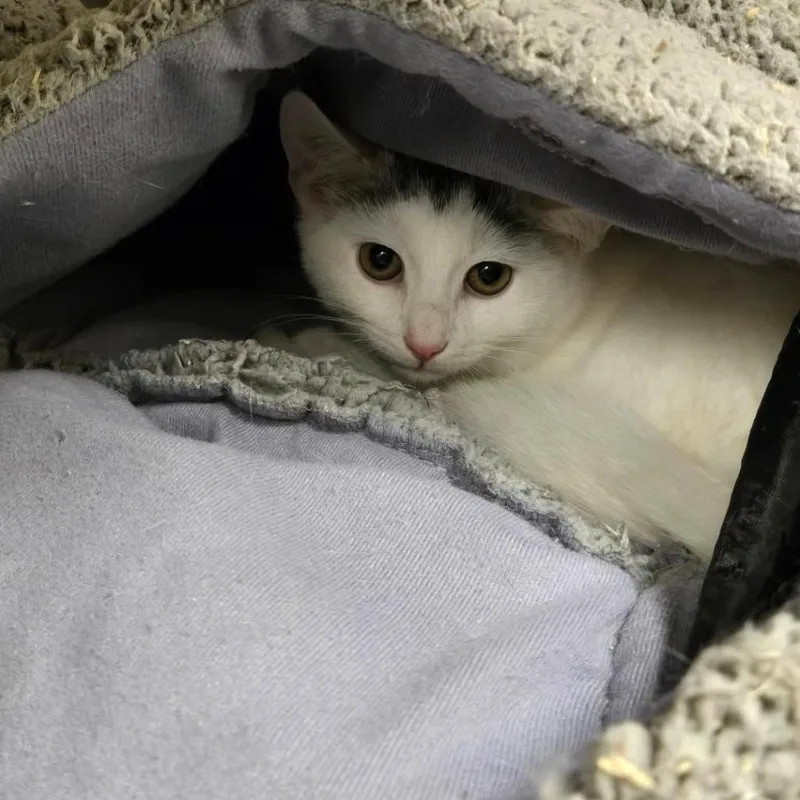 Magic Dragon thumbnail 2