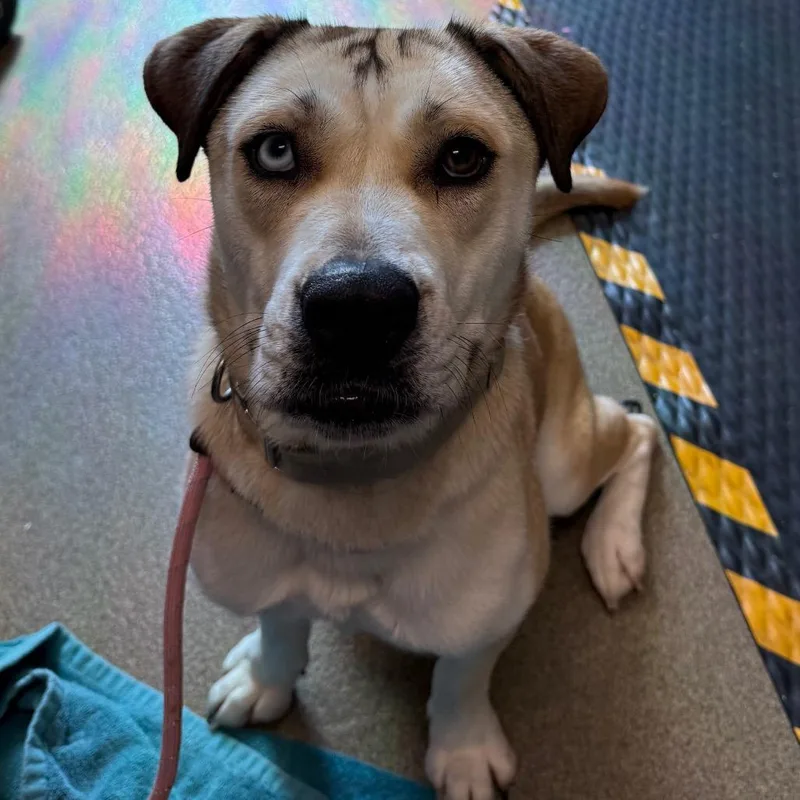 An adult medium-sized female White / Cream Husky dog named Irina for adoption in Council Bluffs, IA