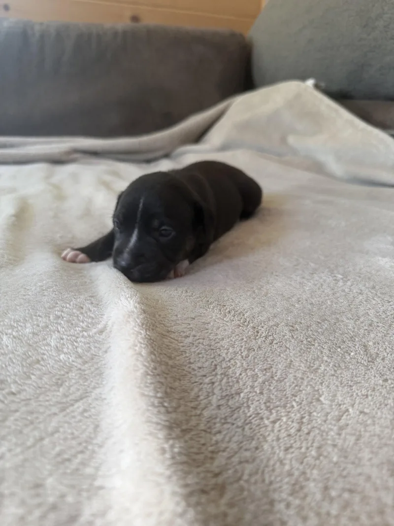 A baby medium-sized female American Staffordshire Terrier dog named Caroline Brynns litter for adoption in Holly Springs, NC