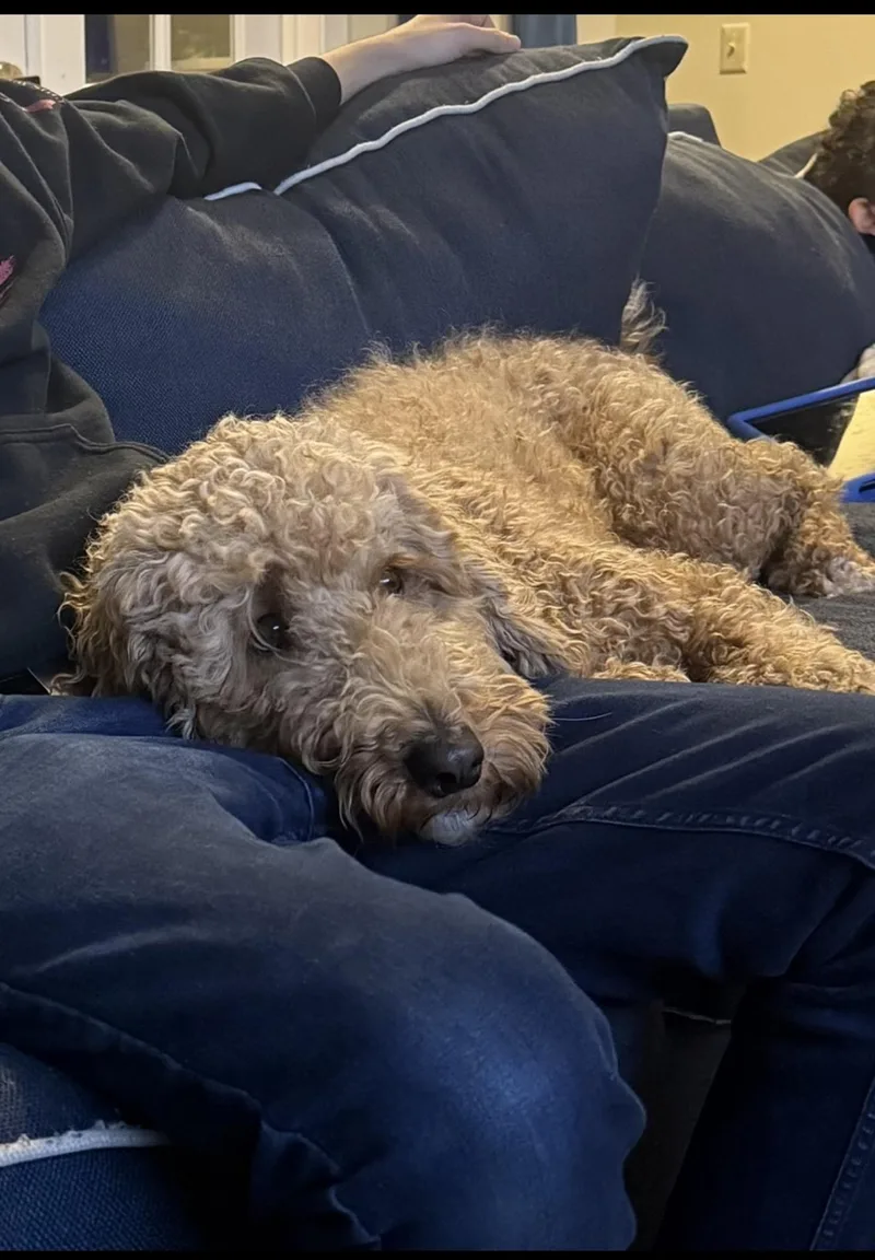 An adult medium-sized male Goldendoodle dog named Bruno for adoption in Oswego, IL
