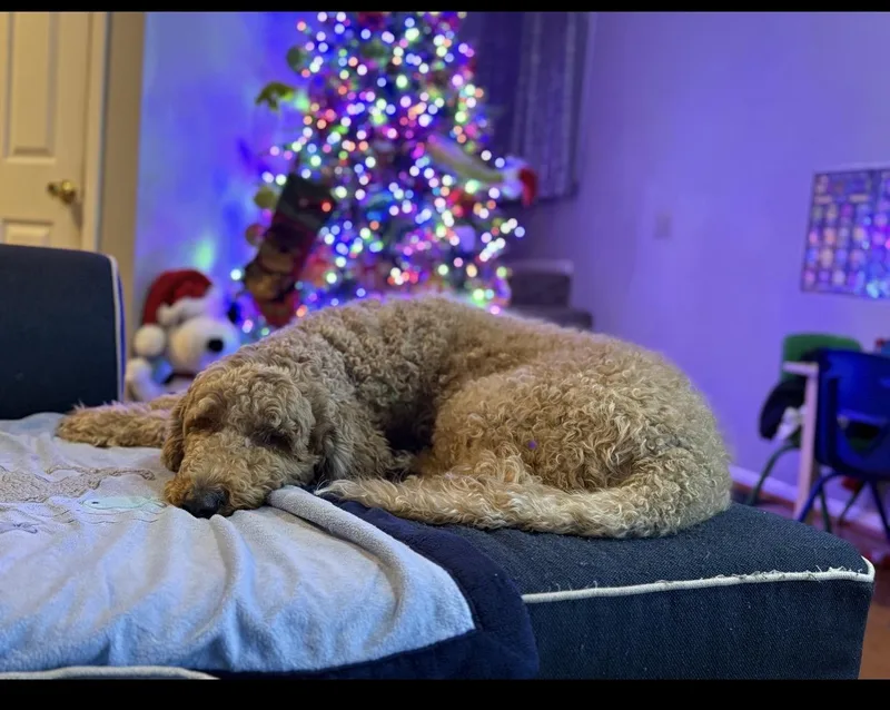 Bruno thumbnail 3