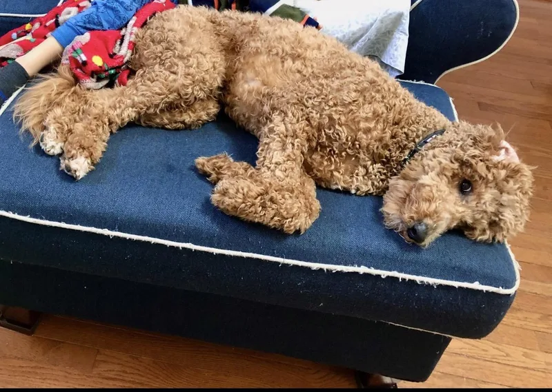 Bruno thumbnail 4