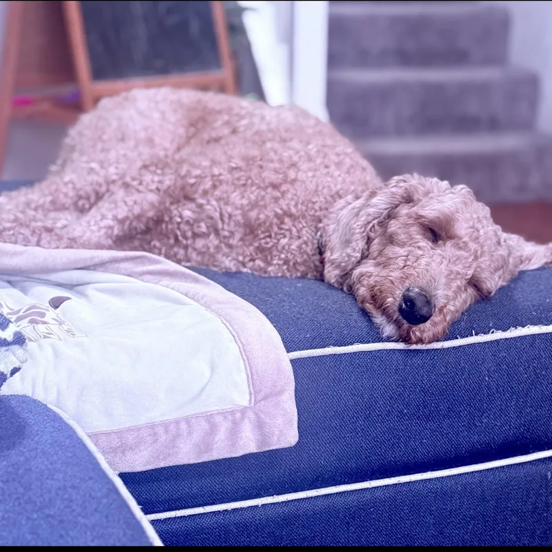 Bruno thumbnail 5