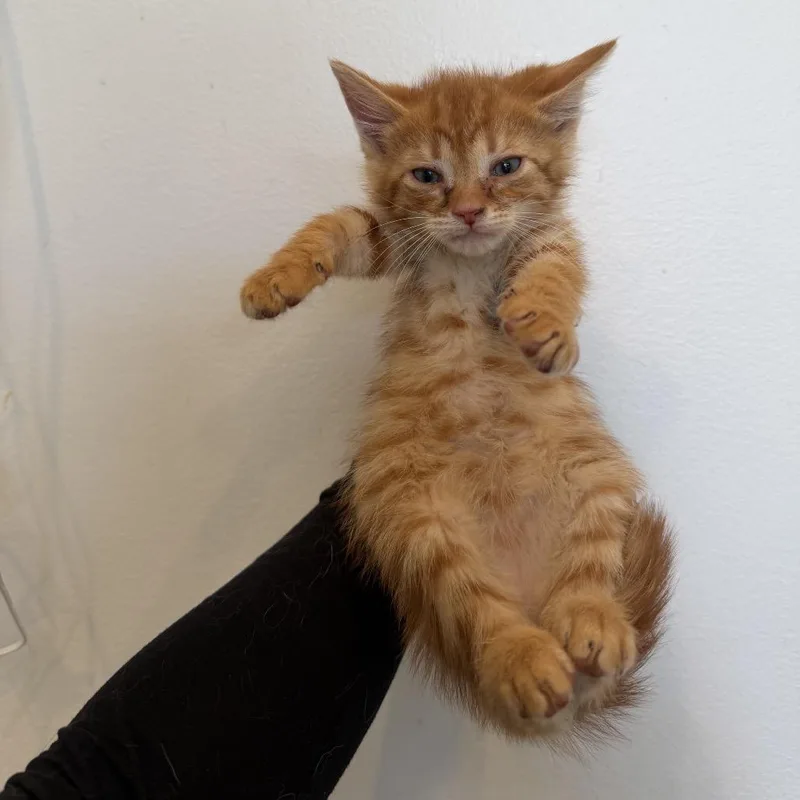 A baby medium-sized male Tabby (Orange / Red) Domestic Short Hair cat named Chutney for adoption in Chattanooga, TN