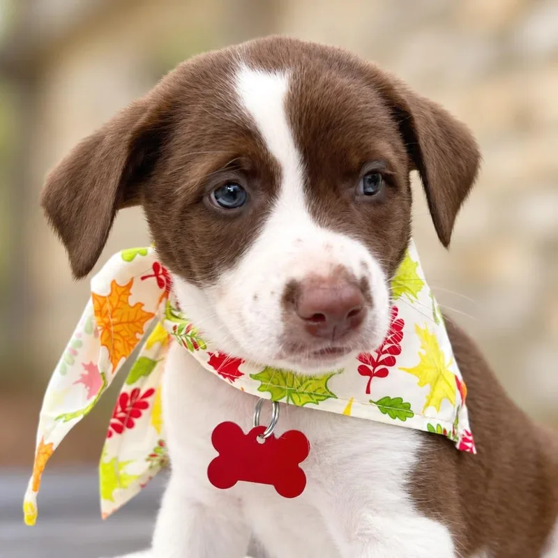 A baby small-sized female Brown / Chocolate Retriever dog named Janet for adoption in Boerne, TX