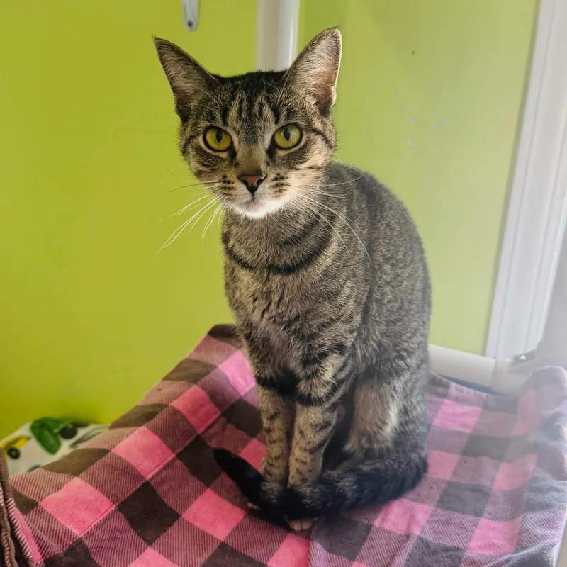 An adult medium-sized female Gray / Blue / Silver Domestic Short Hair cat named Twiggy for adoption in Brownsboro, AL