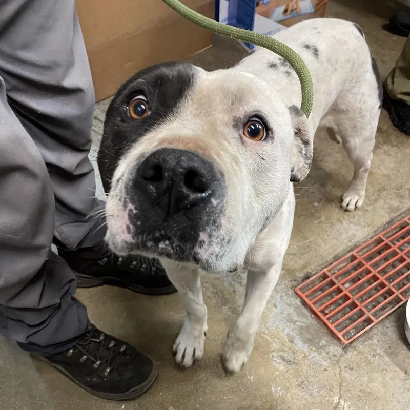 An adult large-sized male White / Cream American Staffordshire Terrier dog named Bandit for adoption in Eureka Springs, AR