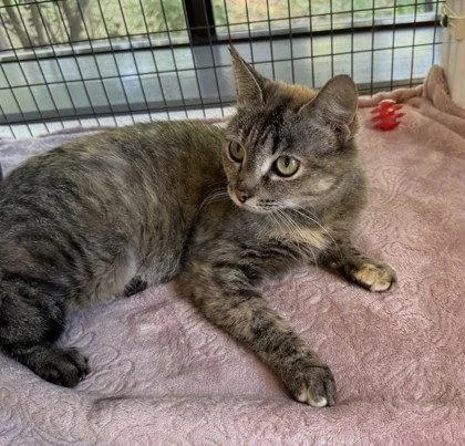 An adult small-sized female Gray / Blue / Silver Domestic Short Hair cat named Cherry Bomb for adoption in Midland, VA