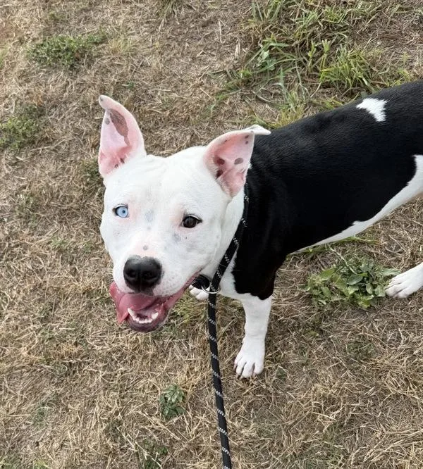 An adult large-sized female Pit Bull Terrier dog named Martha for adoption in Austin, TX