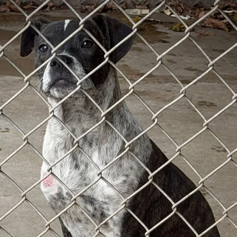 A young medium-sized male Black Boxer dog named Daxi Jr for adoption in Washington, DC