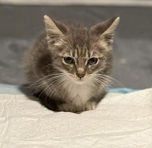 Discoball thumbnail 3