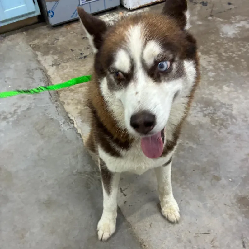 An adult medium-sized male Husky dog named Gucci for adoption in Corbin, KY