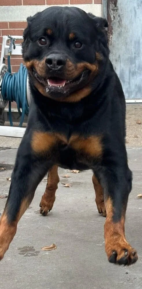 An adult large-sized male Tricolor (Brown, Black, & White) Rottweiler dog named Bear for adoption in Dallas, TX