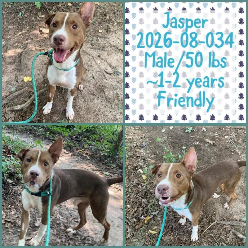 A young medium-sized male Pit Bull Terrier dog named Jasper for adoption in Winder, GA