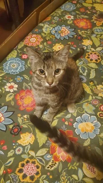 A young medium-sized female Domestic Short Hair cat named Adora for adoption in Mansfield, TX
