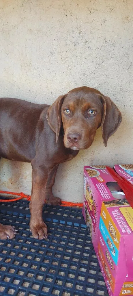 A baby medium-sized female Mixed Breed dog named Hazel for adoption in Cartersville , GA