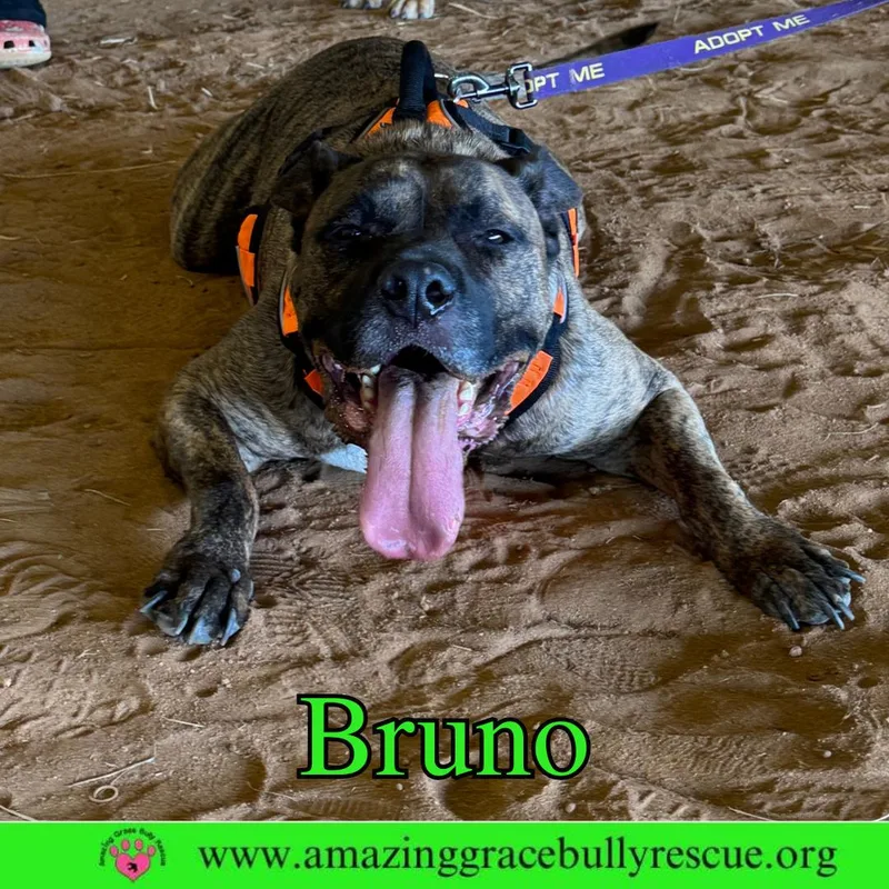 Bruno thumbnail 2