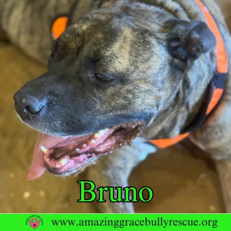 Bruno thumbnail 3