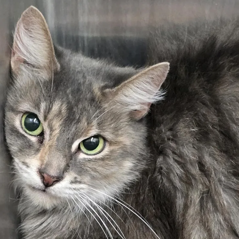 An adult medium-sized female Gray / Blue / Silver Domestic Long Hair cat named Sphinx for adoption in Montgomery, AL