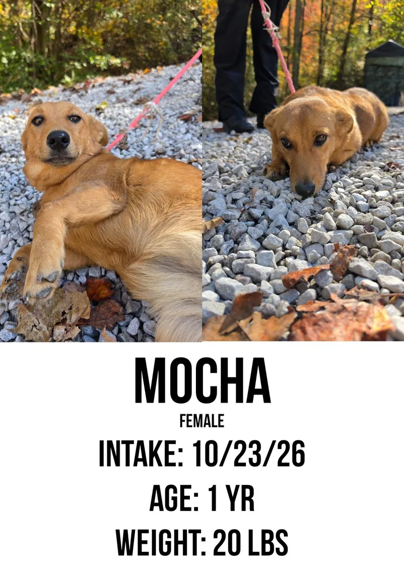 A young small-sized female Red / Chestnut / Orange Shepherd dog named Mocha for adoption in Staffordsville, KY