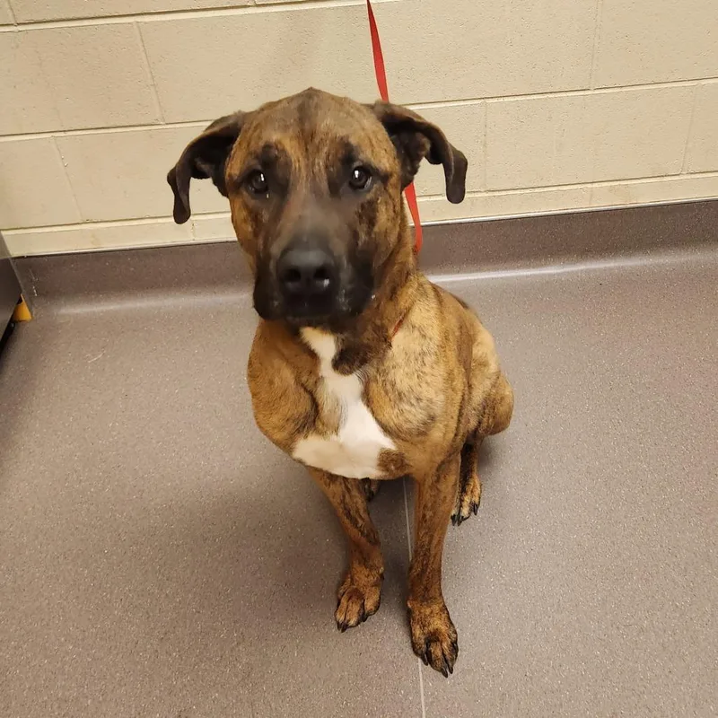 An adult large-sized male Brindle Mastiff dog named Golf for adoption in Norman, OK