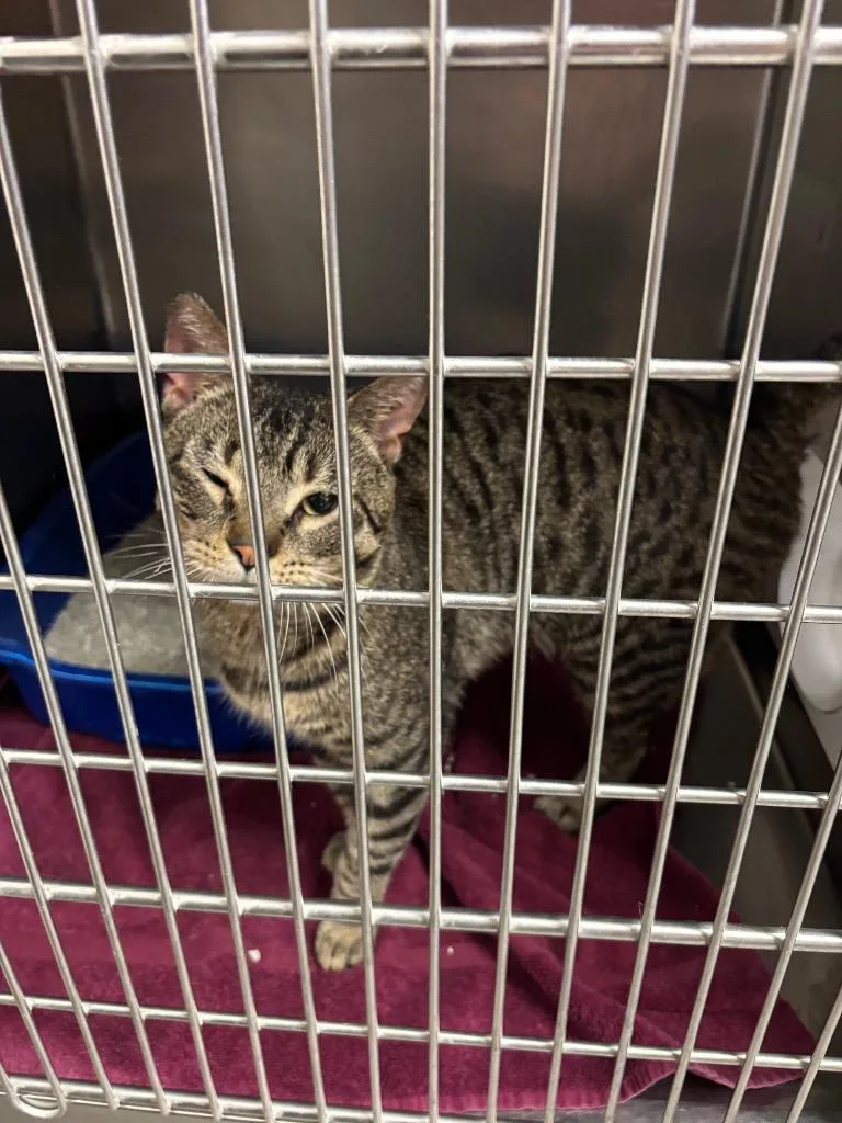 A young large-sized male Domestic Short Hair cat named Gage for adoption in Liverpool, NY