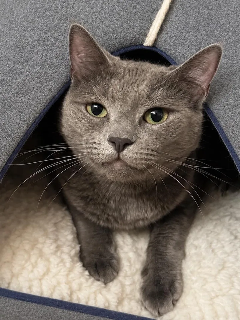 An adult medium-sized female Gray / Blue / Silver Domestic Short Hair cat named Pistachio Green Bonded With for adoption in Chandler, AZ