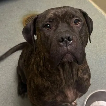 An adult medium-sized female Cane Corso dog named Baby Dior for adoption in Triadelphia, WV
