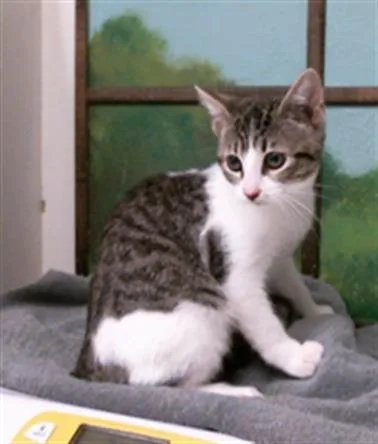 A baby small-sized female Domestic Short Hair cat named Raya for adoption in Houston, TX