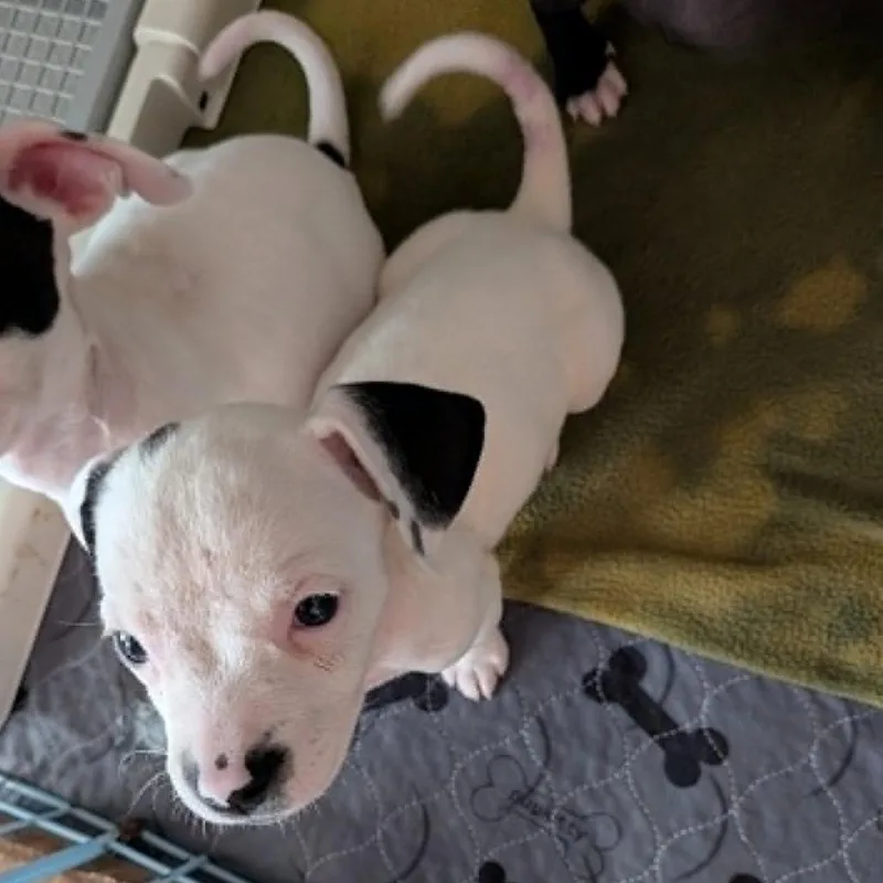 A baby small-sized female White / Cream Chihuahua dog named Stephanie for adoption in Seminole, FL