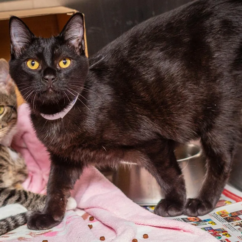 A baby medium-sized male Black Domestic Short Hair cat named Jack Frost for adoption in Hattiesburg, MS