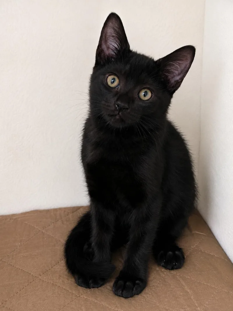 A baby medium-sized male Black Domestic Short Hair cat named Onyx for adoption in Miami, FL