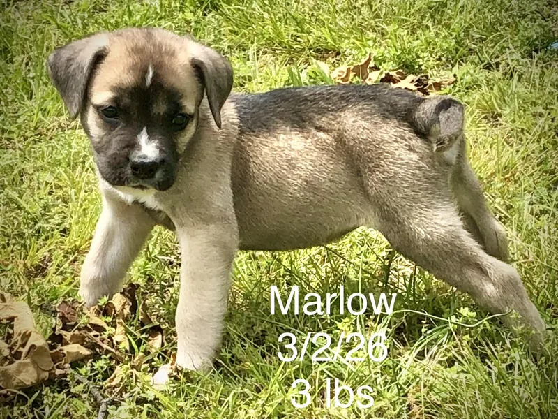 A baby small-sized male Australian Shepherd dog named Marlow for adoption in Welling, OK