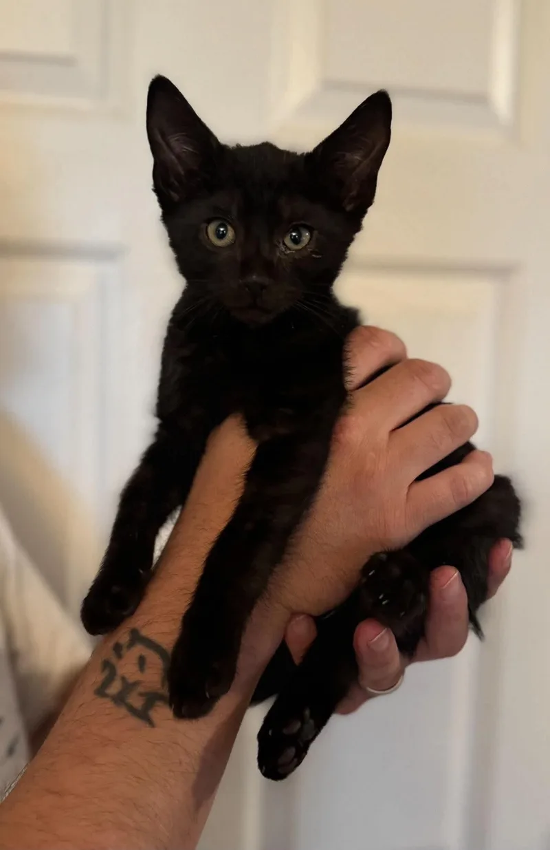 A baby small-sized male Domestic Short Hair cat named Nick for adoption in Clymer, PA