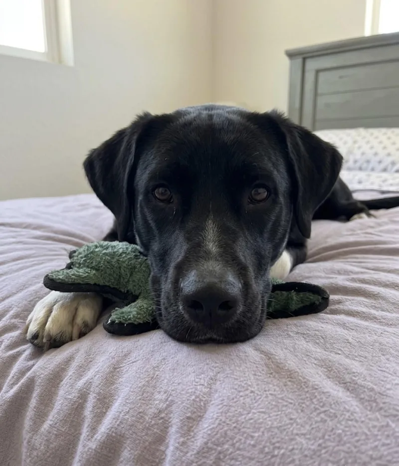 A young large-sized female Black Great Dane dog named Dottie for adoption in Claremont, CA