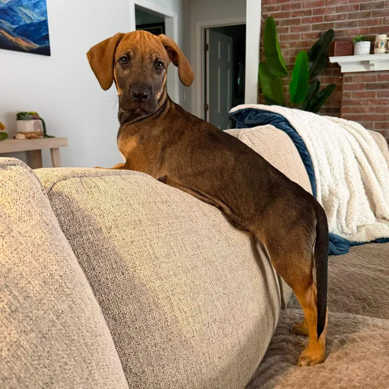 A young medium-sized male Hound dog named Jimmy for adoption in Greenville, SC