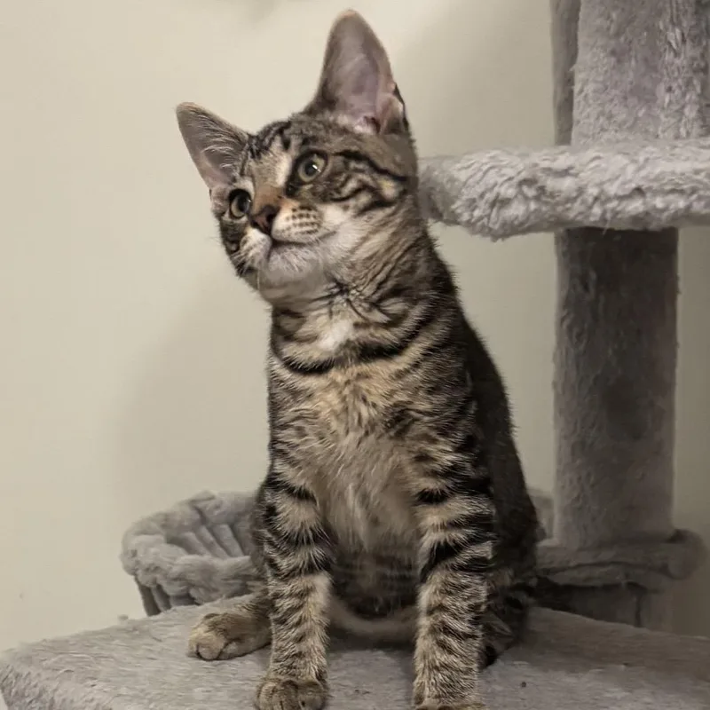 A baby small-sized female Brown / Chocolate Domestic Short Hair cat named Ember for adoption in Frederick, MD