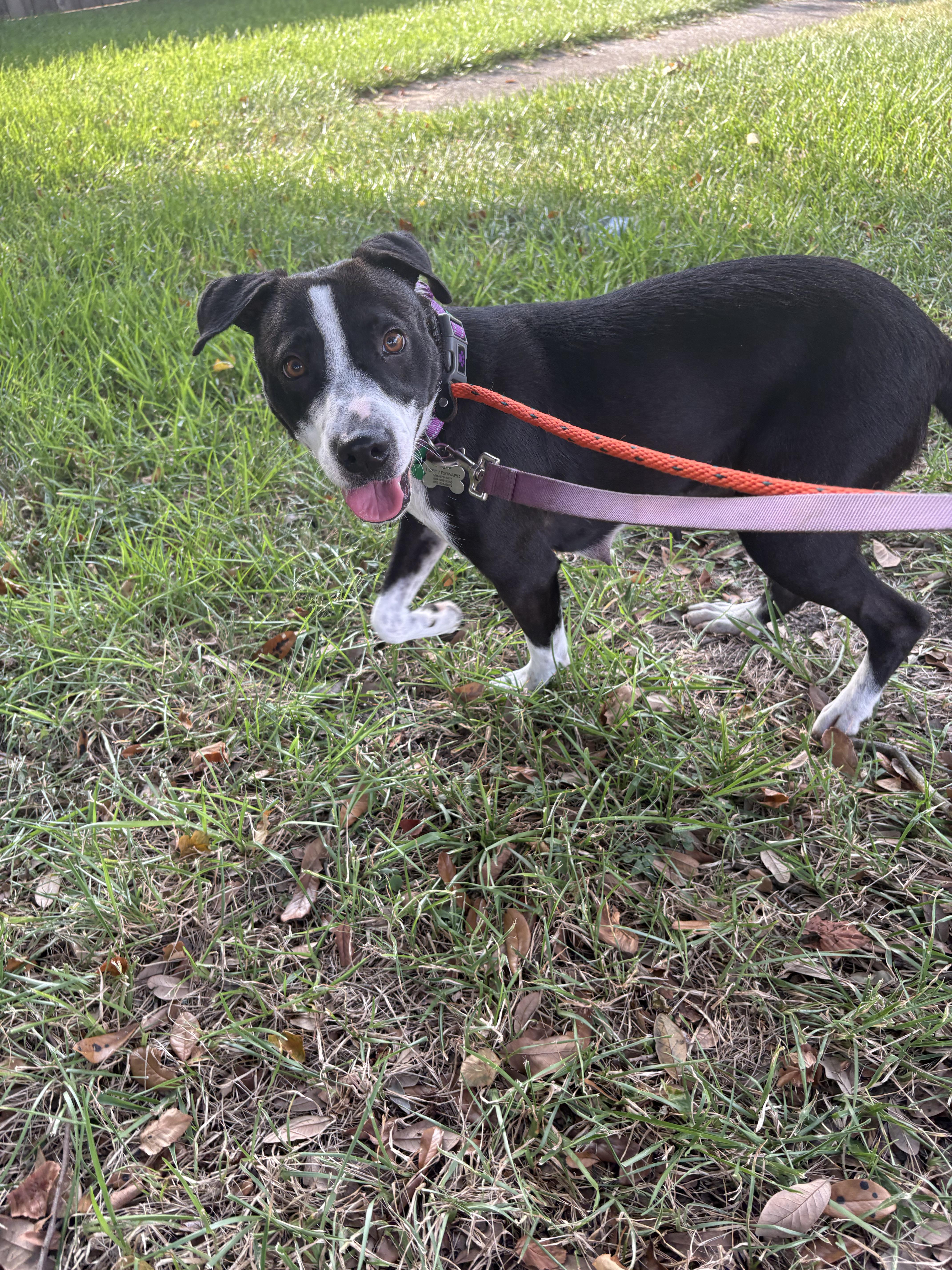 A young medium-sized female Black Border Collie dog named Darla from the ditch for adoption in Metairie, LA