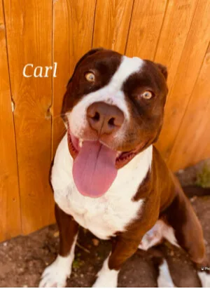 An adult medium-sized male American Staffordshire Terrier dog named Carl for adoption in Canyon, TX
