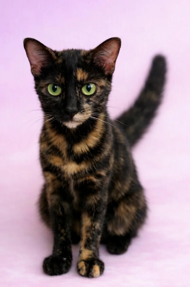An adult medium-sized female Tortoiseshell cat named Nancy for adoption in DELRAY Beach, FL