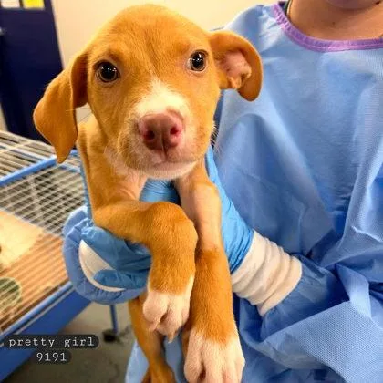 A baby small-sized female Vizsla dog named Pretty Girl for adoption in Bowling Green, KY