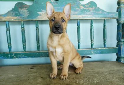 A baby small-sized female German Shepherd Dog dog named Tia for adoption in San Antonio, TX