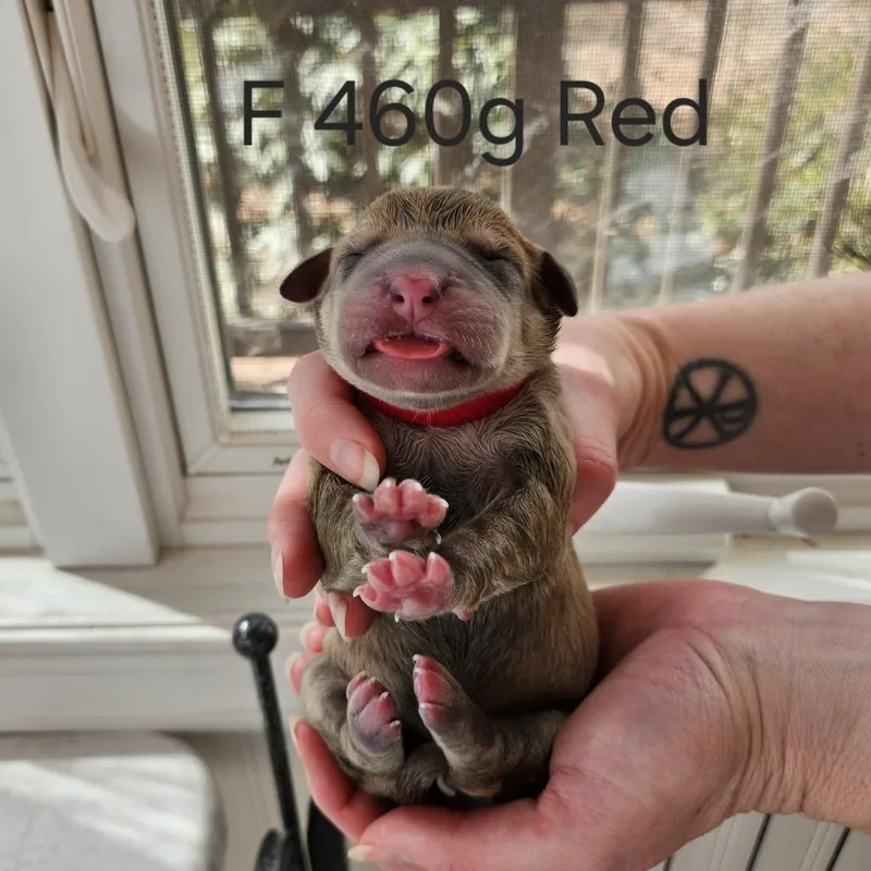 Birdie Pup  Fia